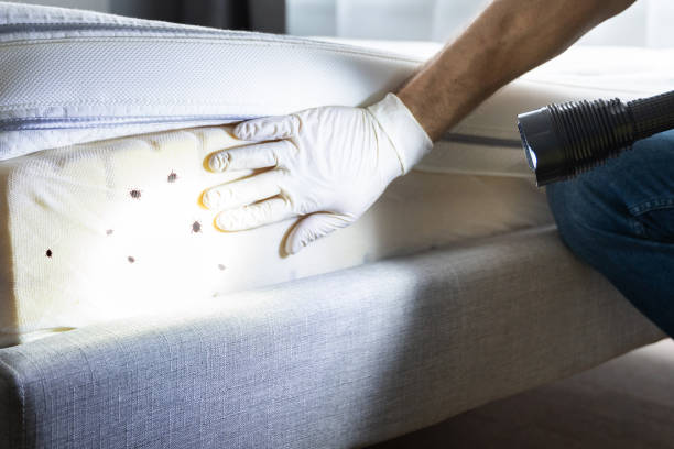 Best Emergency Pest Control  in Corrales, NM