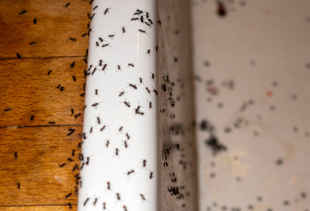 Best Best Pest Control Companies  in Corrales, NM