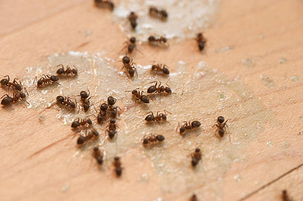 Best Cockroach Control Services  in Corrales, NM