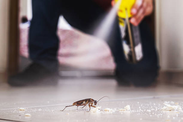 Best Insect Control  in Corrales, NM